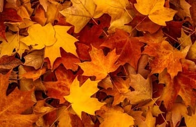 fall leaves